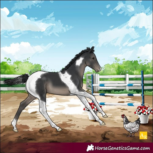 Horse Color:Black Tobiano Varnish