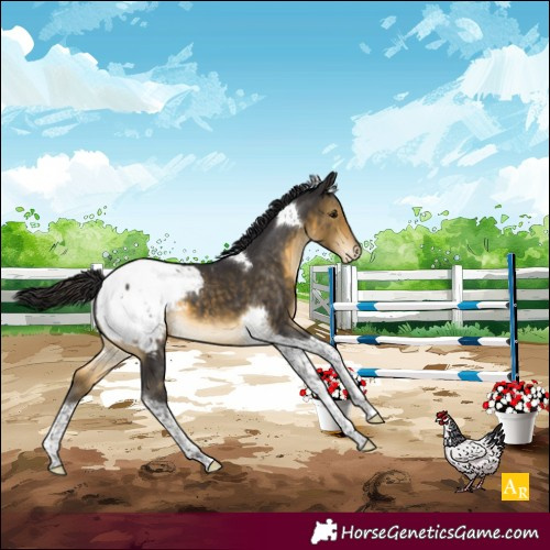 Horse Color:Buckskin Tobiano Snowcap 