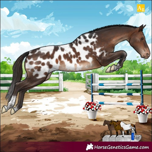 Horse Color:Brown Tobiano Near Leopard Rabicano 