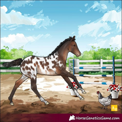 Horse Color:Brown Tobiano Near Leopard Rabicano 