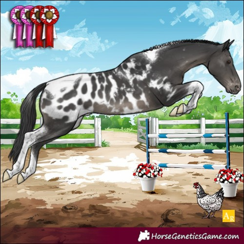 Horse Color:Black Tobiano Near Leopard