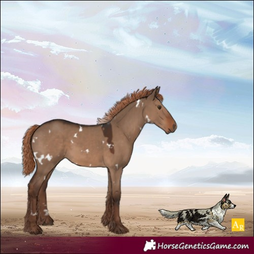 Horse Color:White Spotted Liver Red Dun Rabicano