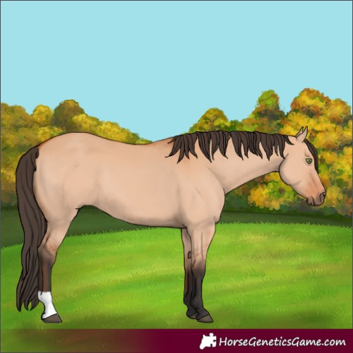 Horse Color:Bay Dun 