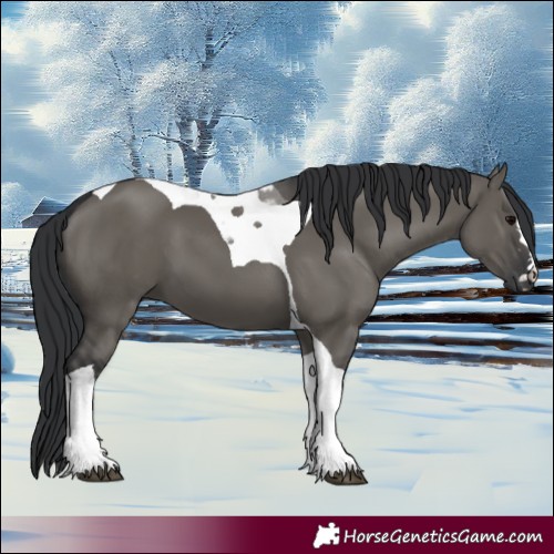 Horse Color:Grullo Tobiano