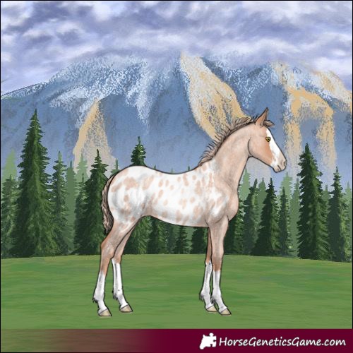 Horse Color:Gold Champagne Roan Splash Near Leopard Rabicano 