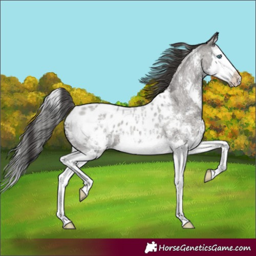 Horse Color:Grullo Roan Sabino Splash Blanket