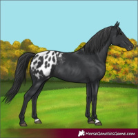 Horse Color:Black Blanket Rabicano