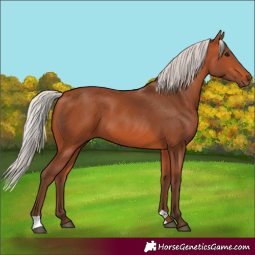 Horse Color:Silver Bay 