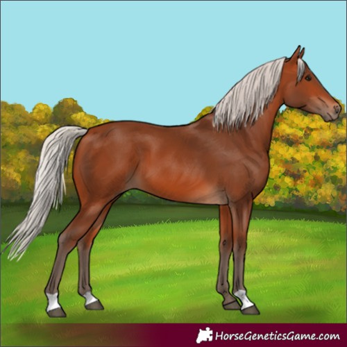 Horse Color:Silver Bay