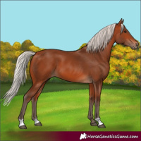Horse Color:Silver Bay