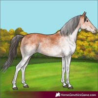 Horse Color:White Spotted Bay 