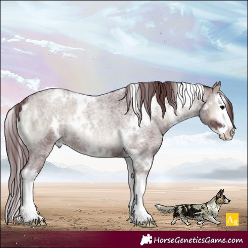 Horse Color:White Spotted Chocolate Blue Onyx Roan Splash 