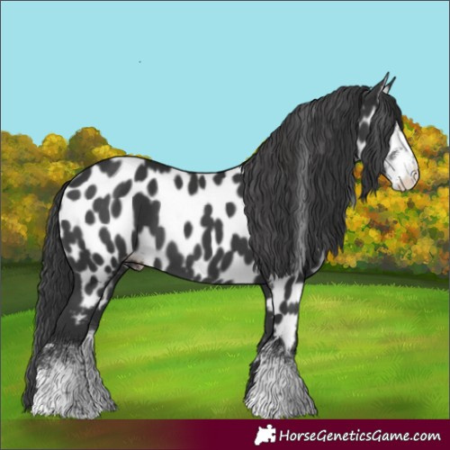 Horse Color:Black Sabino Near Leopard 