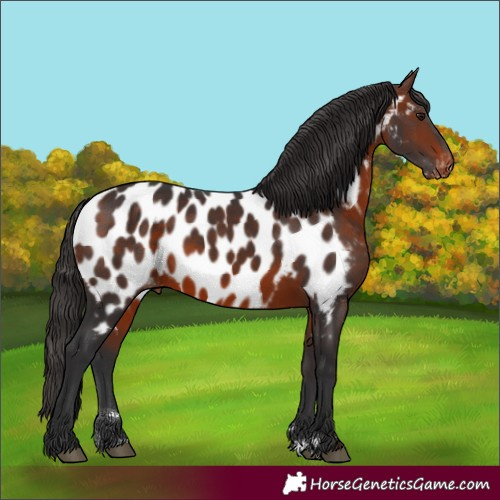 Horse Color:Brown Near Leopard Rabicano
