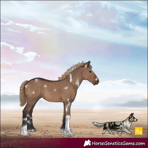 Horse Color:White Spotted Liver Red Dun Tobiano