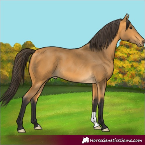 Horse Color:Buckskin 