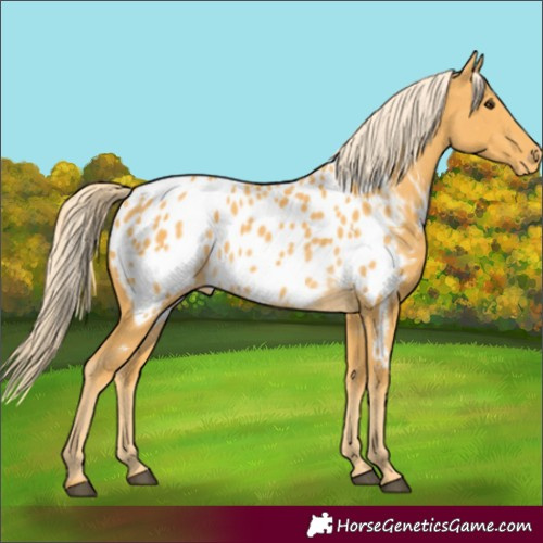 Horse Color:Palomino Blanket 