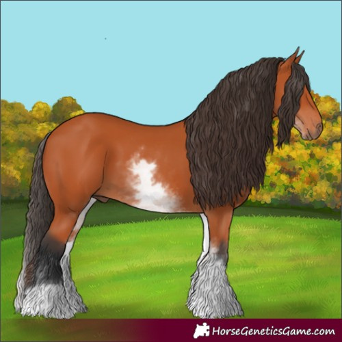 Horse Color:White Spotted Bay 