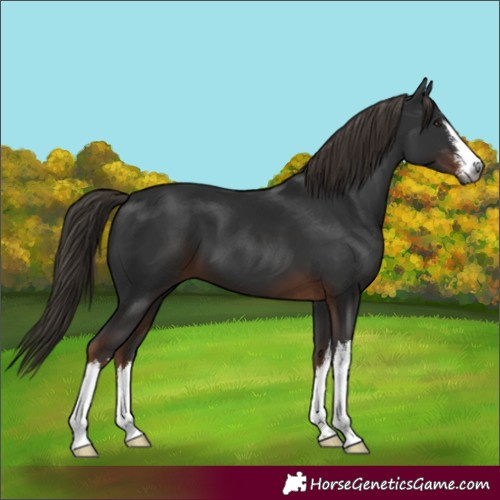 Horse Color:Gray White Spotted Liver Chestnut