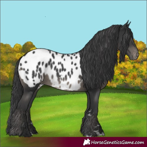 Horse Color:Black Blanket