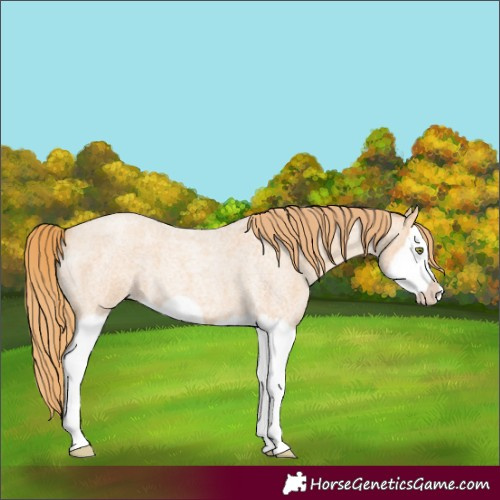 Horse Color:Gold Champagne Roan Splash Frame 