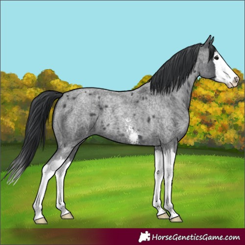 Horse Color:Blue Roan Sabino Splash 