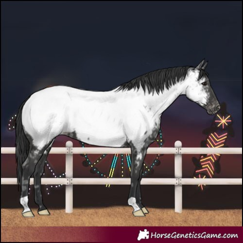 Horse Color:Black Ice Near Fewspot 