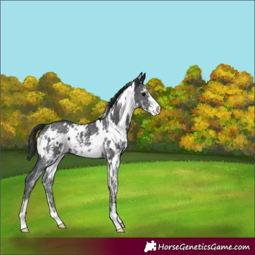 Horse Color:White Spotted Black Sabino Varnish 