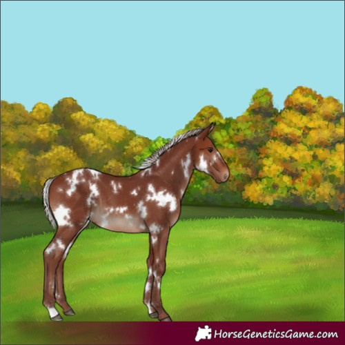 Horse Color:White Spotted Chocolate Silver Brown