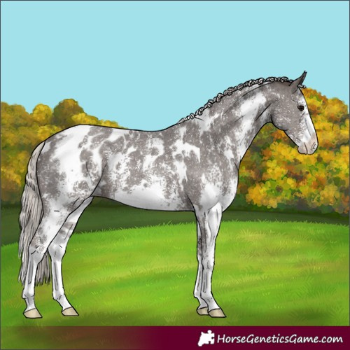 Horse Color:White Spotted Silver Black Sabino Blanket 