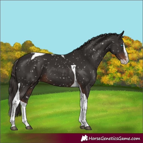 Horse Color:Liver Chestnut Splash Tobiano Snowflake Varnish Rabicano