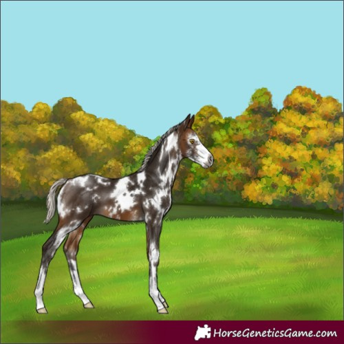 Horse Color:Gray White Spotted Silver Buckskin Sabino 