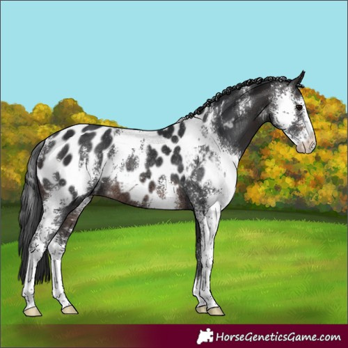Horse Color:Brown Sabino Blanket Rabicano