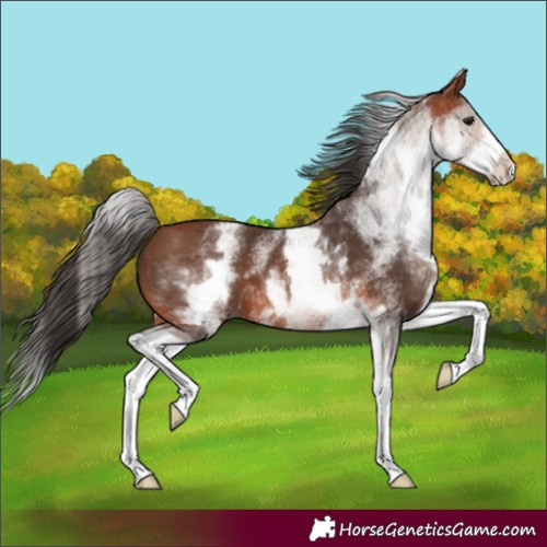 Horse Color:White Spotted Bay Splash