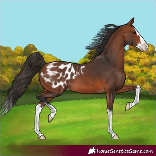 Horse Color:Unknown 