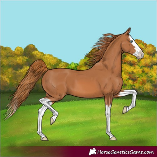 Horse Color:Unknown 