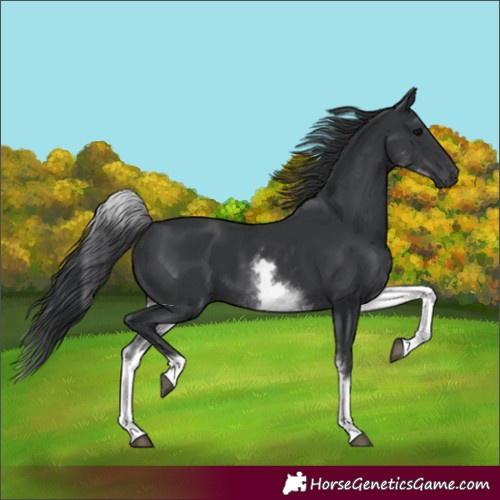 Horse Color:White Spotted Black Rabicano