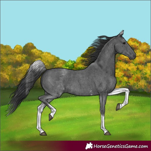 Horse Color:Unknown 