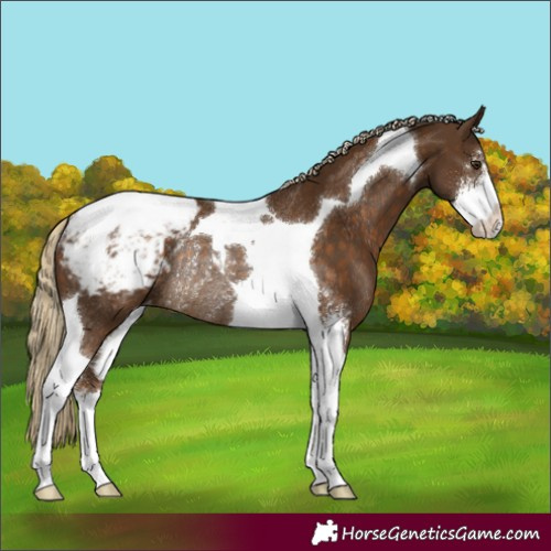 Horse Color:Chocolate Palomino Sabino Tobiano Snowcap Rabicano