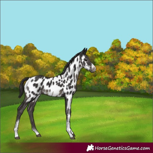 Horse Color:Smoky Black Tobiano Frame Near Leopard Rabicano