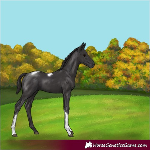 Horse Color:Smoky Black Tobiano