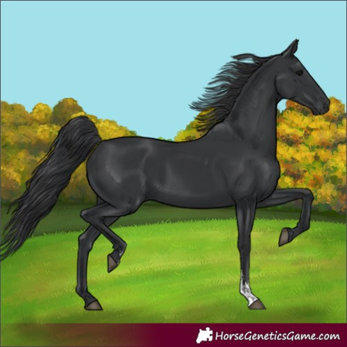 Horse Color:Unknown 