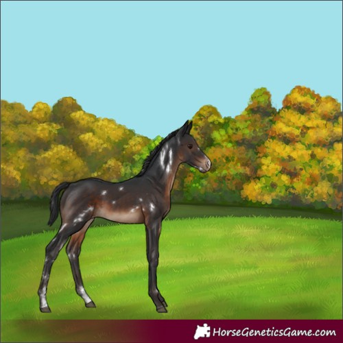 Horse Color:White Spotted Brown Sabino Varnish