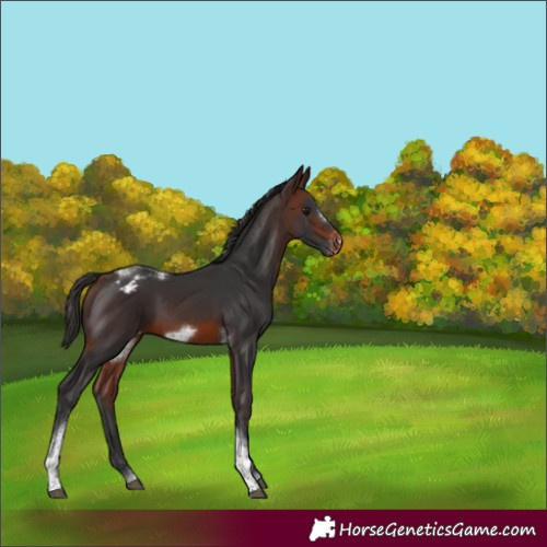 Horse Color:Brown Tobiano Frame Varnish