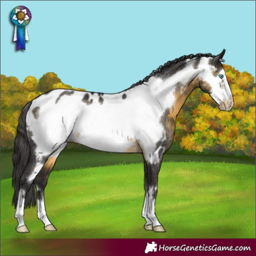 Horse Color:Buckskin Frame Near Leopard Rabicano 