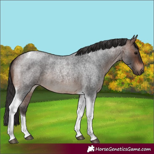 Horse Color:Brown Roan Tobiano 