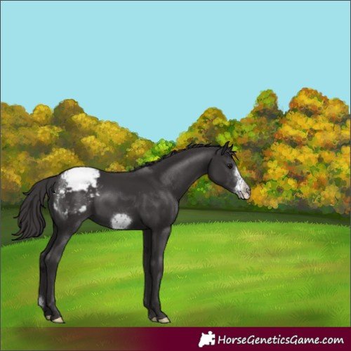Horse Color:Smoky Black Sabino Frame Snowcap Rabicano 
