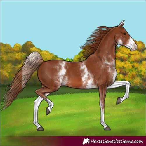 Horse Color:Unknown 