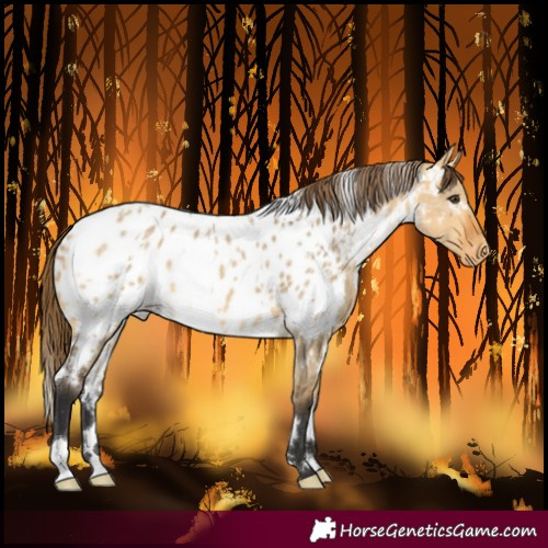 Horse Color:White Spotted Buckskin Dun Near Leopard 