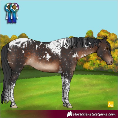 Horse Color:White Spotted Brown Tobiano Blanket Rabicano